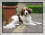P�ochacz holenderski, Kooikerhondje, donice