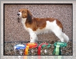 P�ochacz holenderski, Kooikerhondje, puchary