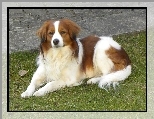 P�ochacz holenderski, pi�kny, le��cy, Kooikerhondje